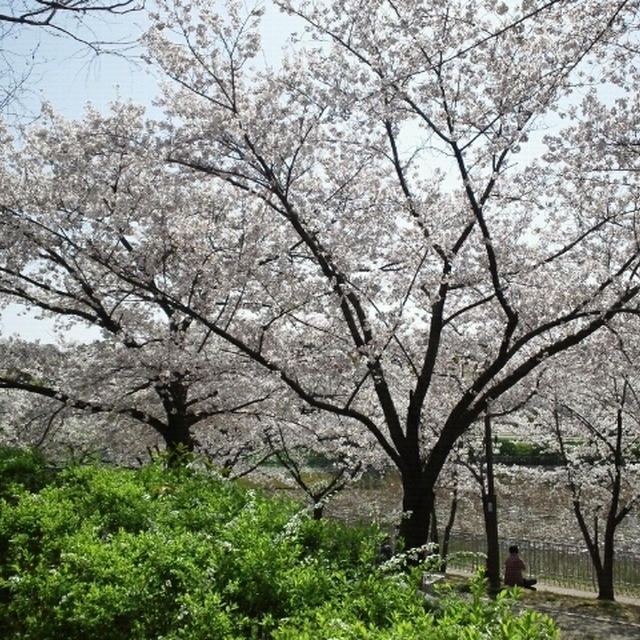 お花見日和( ´艸｀)