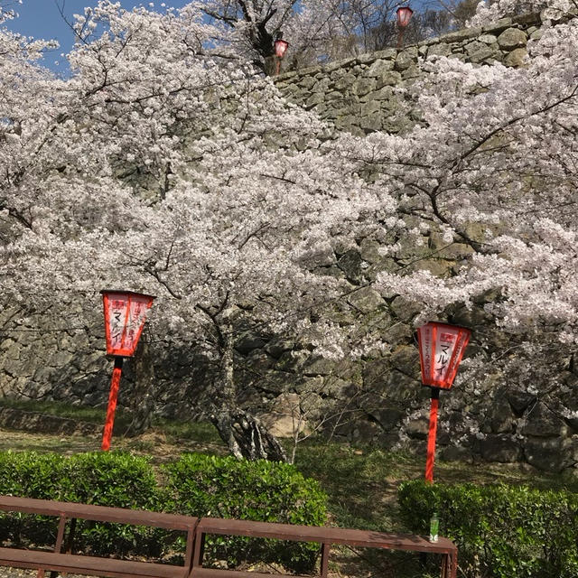 お花見☆彡