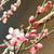 【楽天】半額＆おいしい＆かわいいもの3点！