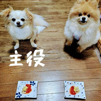 おめでとう　☆母と甥っこチワワのお誕生日のお祝いごはん☆