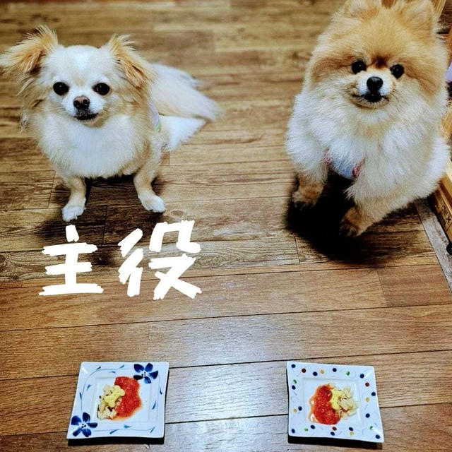 おめでとう　☆母と甥っこチワワのお誕生日のお祝いごはん☆