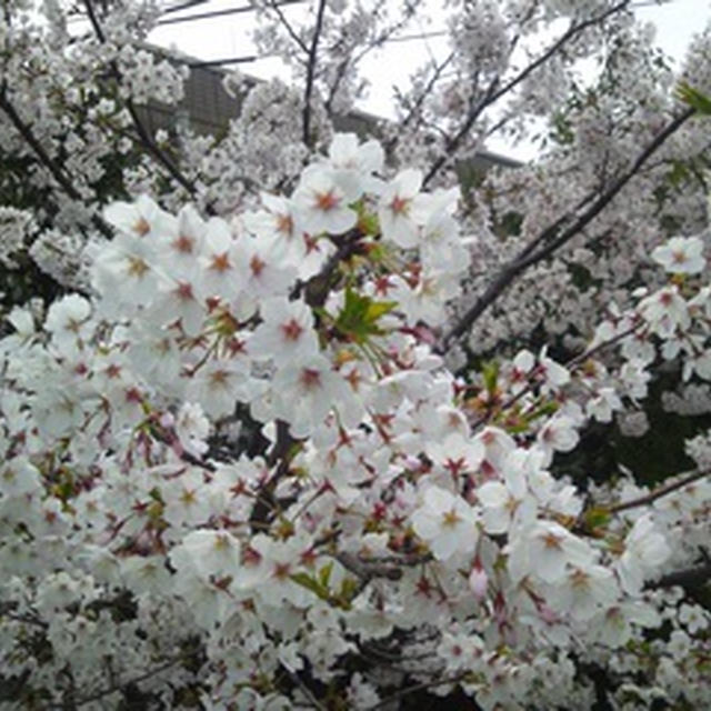 またまた満開の桜と娘のお弁当