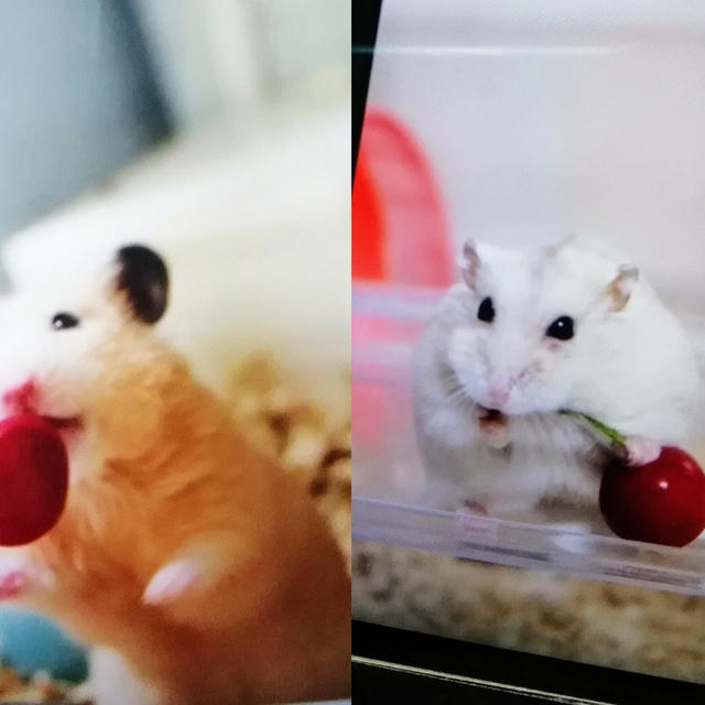 ハムずとさくらんぼ