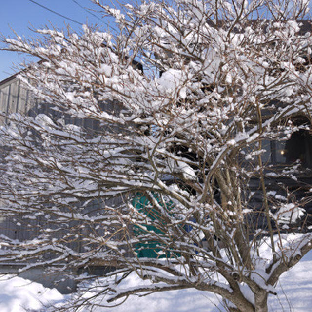 第14回「雪の大食卓会」翌朝の風景 。