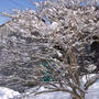 第14回「雪の大食卓会」翌朝の風景 。