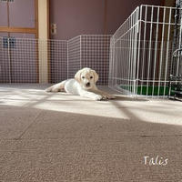タリスの部屋