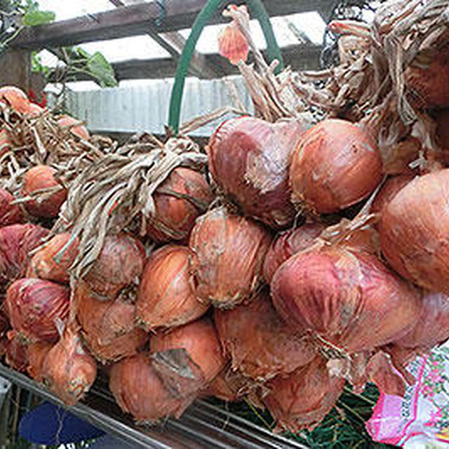 冬野菜の出来がイマイチです……