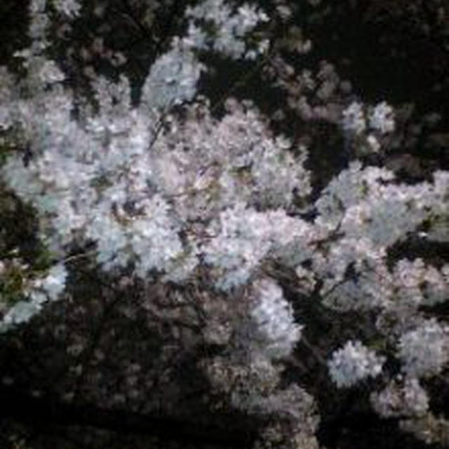 夜桜＠皇居 なぅ。