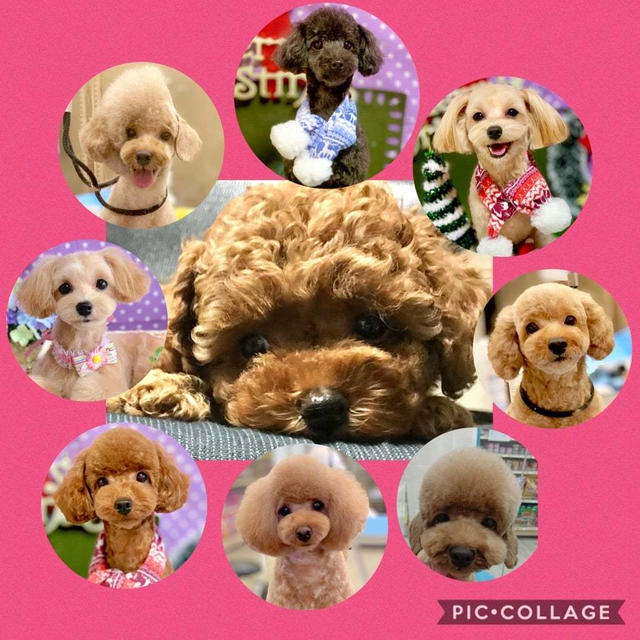 【ホテルＶＩＰコース】リクくん＆ちこちゃん、いつもありがとうございます。いつもVIP...