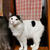 長毛猫の足の裏