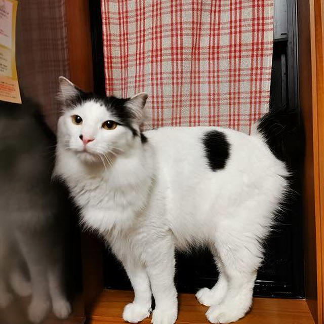 長毛猫の足の裏