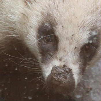 ガラス一枚のアナグマさん