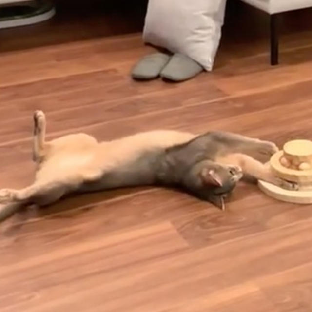 おとのさまの、コロコロボール遊び