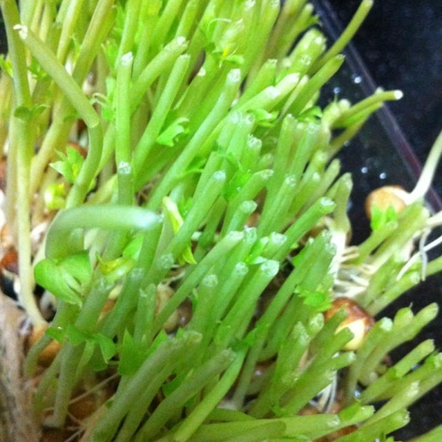 野菜高騰の折
