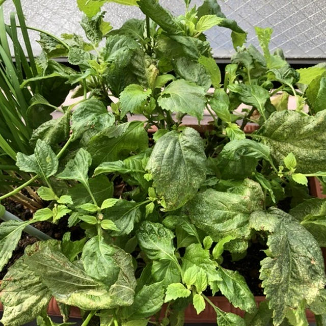 ニューサマーオレンジの種から発芽していました