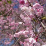 今日の桜♪