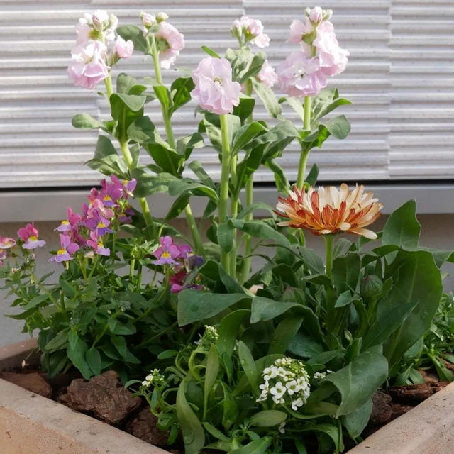 玄関前の寄せ植え