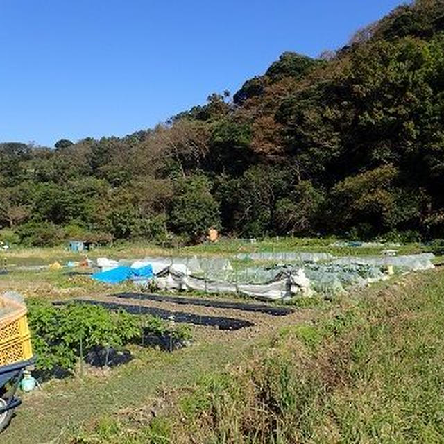 初春ブロッコリー☆葉山農園（11月上旬）