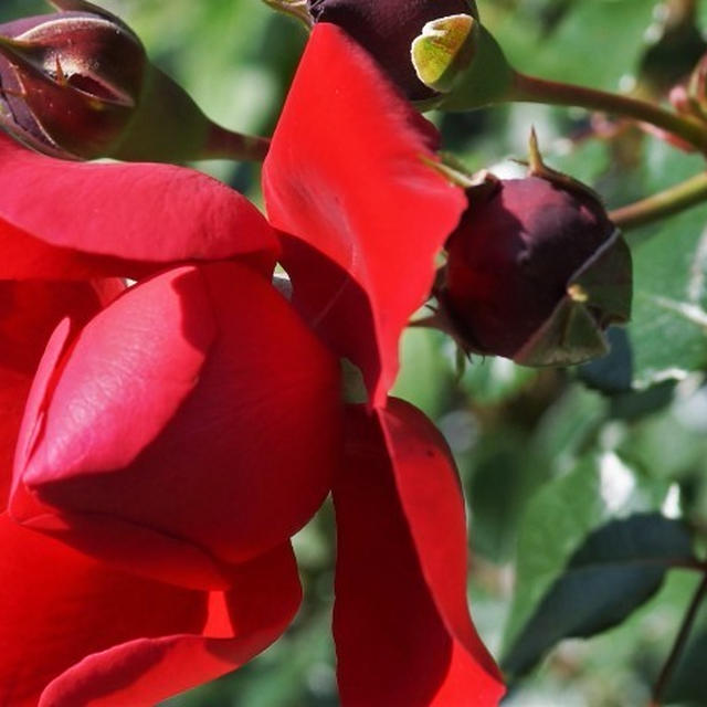 ◆続２・ウォーキング【日本フルハーフの薔薇は　品種も多くて咲っ振りもお見事です♪