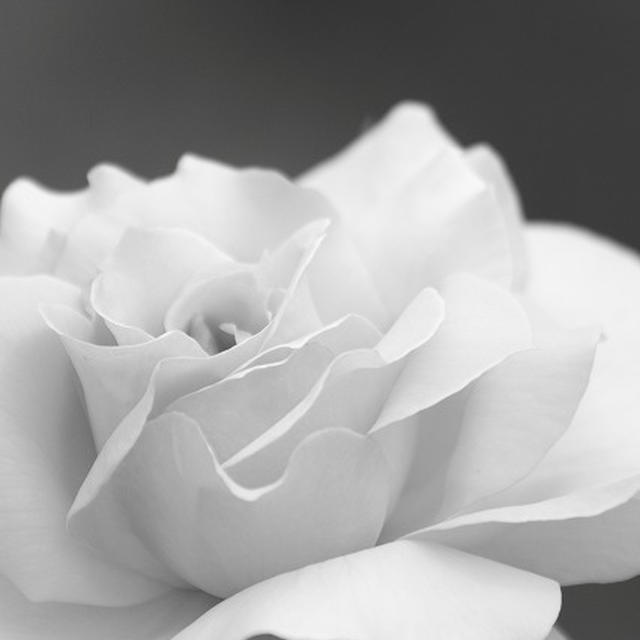 A monochrome rose