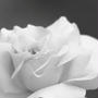 A monochrome rose