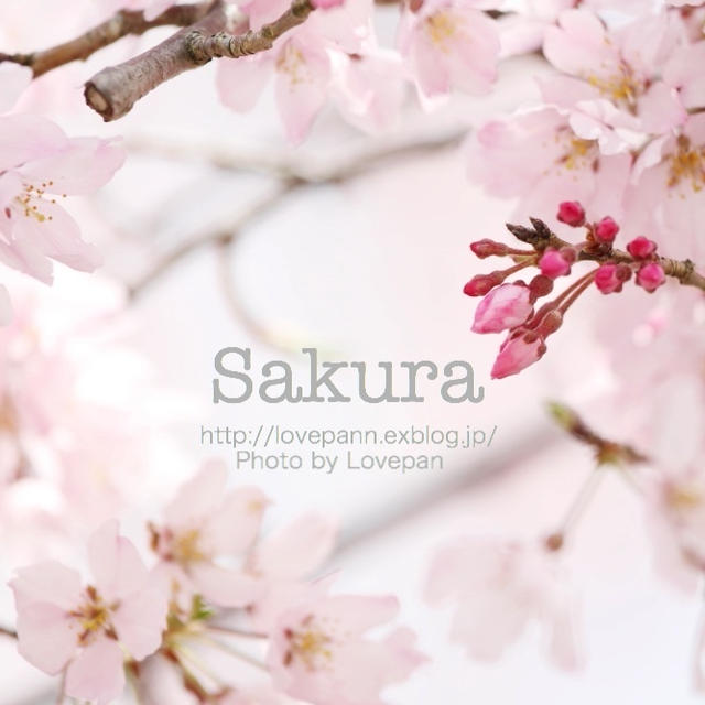 春の訪れ　〜枝垂れ桜〜