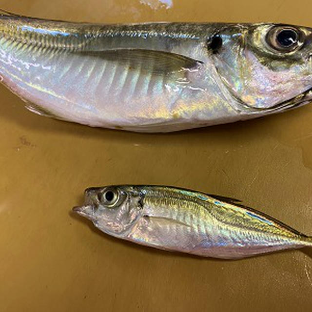 釣ったアジを頂いて塩焼き＆敬老の日のプレゼント♪