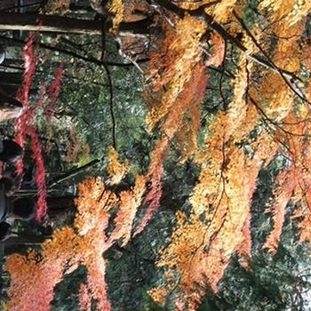 金沢の秋  写真