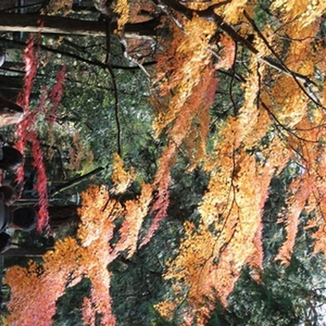 金沢の秋  写真