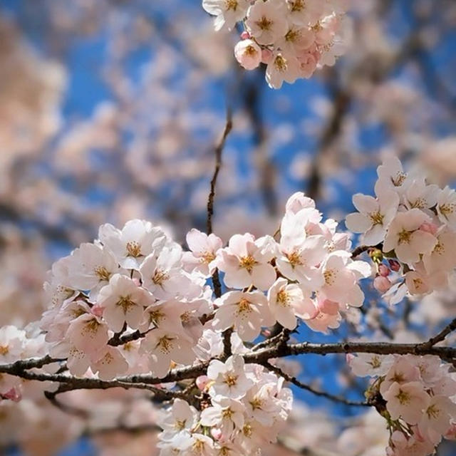 春の花～長く見ていたい
