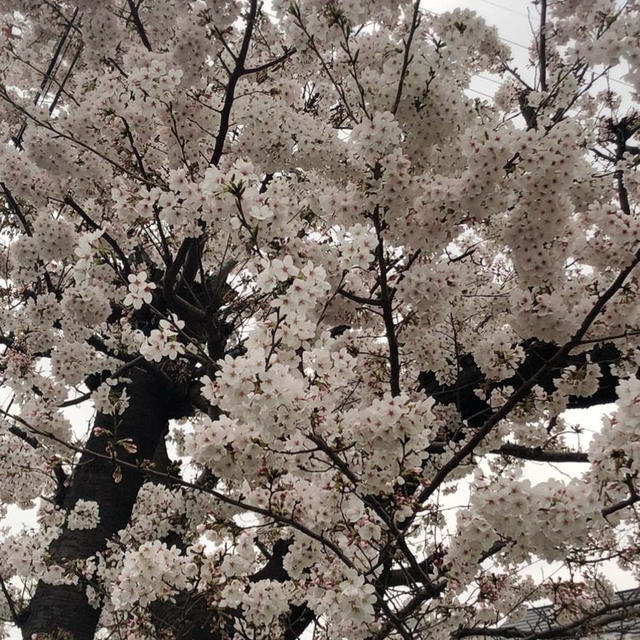 【楽天】桜が綺麗❤️コスパ抜群で人気のお茶