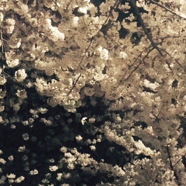 青山霊園での桜
