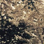 青山霊園での桜