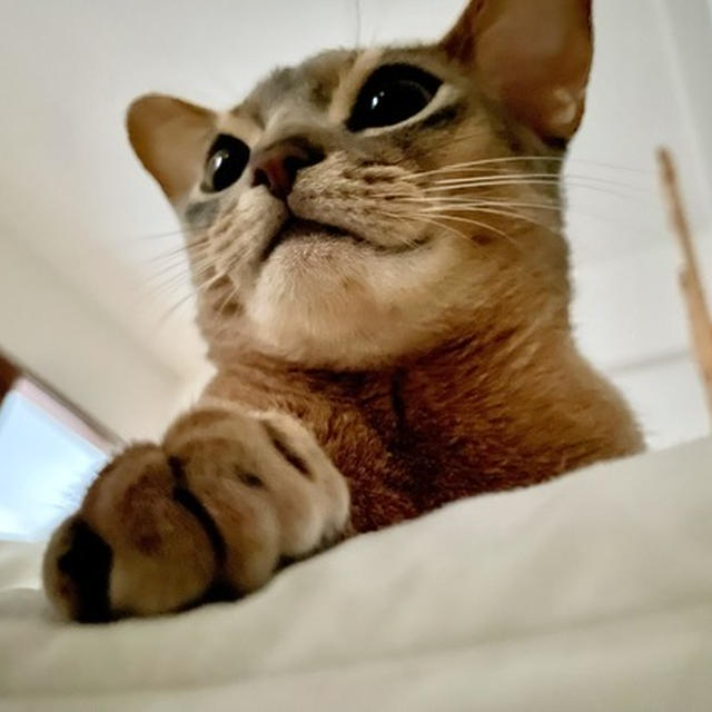 パパが起きるのを心待ちににする、朝イチから遊びたいマン