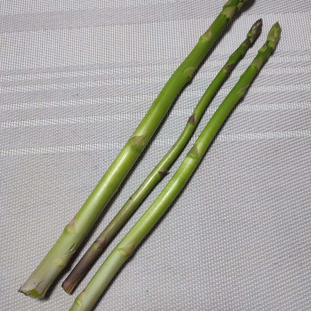家庭菜園初収穫