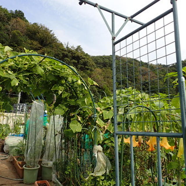 今週の収穫野菜（10月中旬）☆ハヤトウリお初収穫