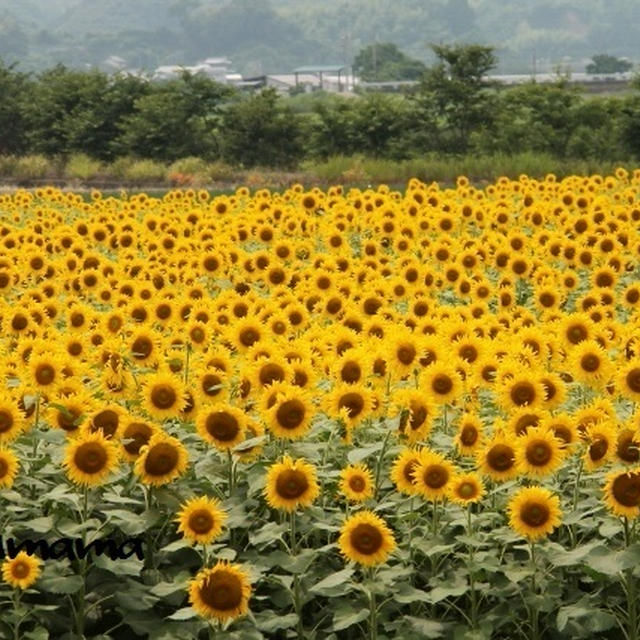 ちゃぶママのお出かけ日記～ひまわり～