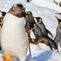 旭山動物園のペンギンの散歩見に行った感想期間はいつまでコース所要時間アクセス