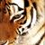 ライスボウル２０１０