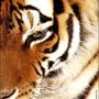 ライスボウル２０１０