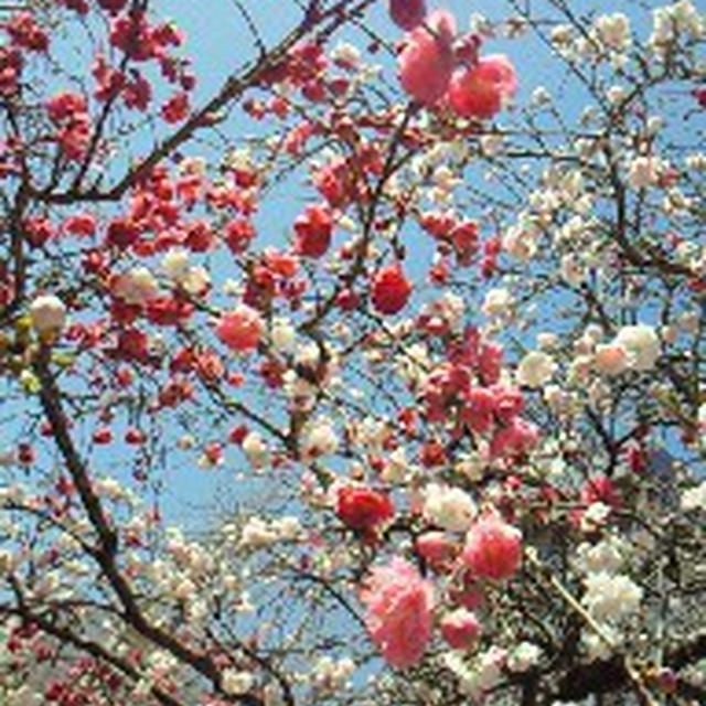 今年の桜