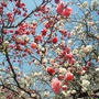 今年の桜