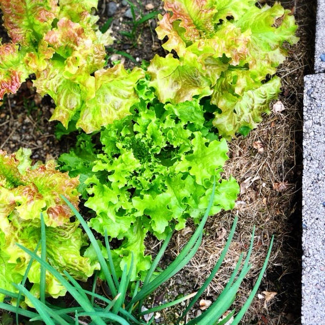 ☆おばあちゃんの野菜☆