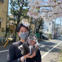 いくらと散歩花見
