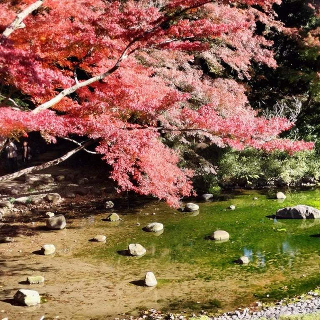 テーブルウェアフェスからの小石川後楽園で紅葉狩り