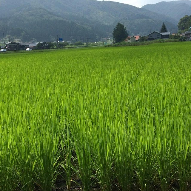 まばゆい緑