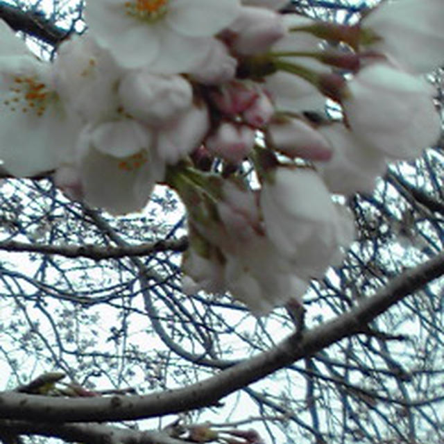 桜開花