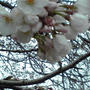 桜開花