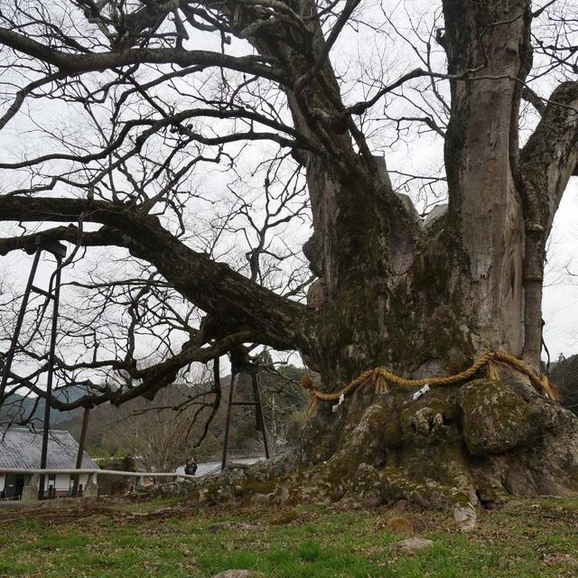 野間の大けやき#最近撮った写真は