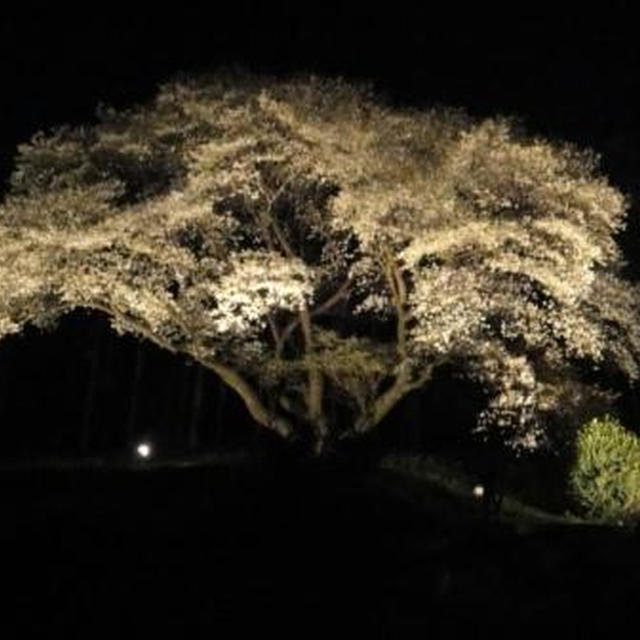 桜偵察隊(=ﾟωﾟ)ﾉ　　～　早起きは三文の徳